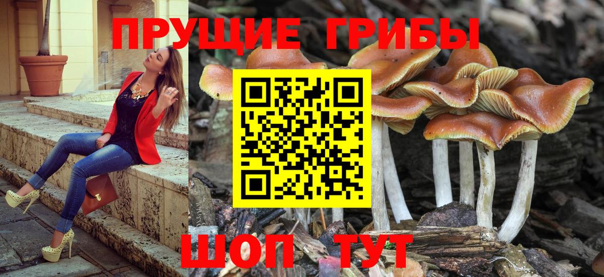 Псилоцибиновые грибы мицелий Крымск